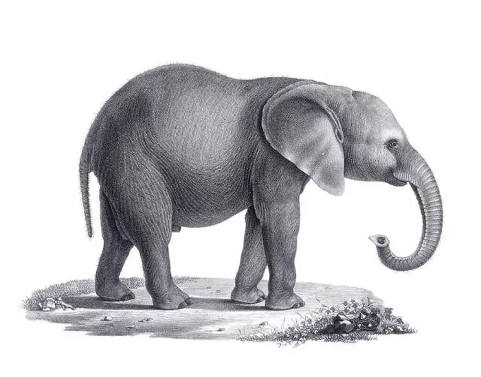 Framed Print : Elephant illustration. Pencil sketch of an elephant isolated on a plain white background Framed Print : Elephant illustration. Pencil sketch of an elephant isolated on a plain white background