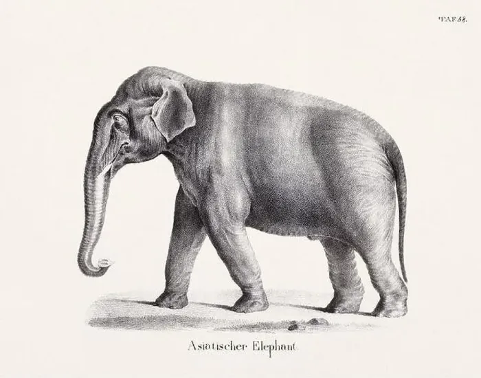 Framed Print : Elephant Illustration. Zoological Lithography. Natural History Art