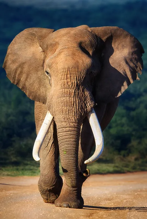 Framed Print : Elephant with large teeth approaching - Addo National Park Framed Print : Elephant with large teeth approaching - Addo National Park