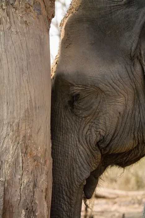 Framed Print : Elephant leaning against tree Framed Print : Elephant leaning against tree