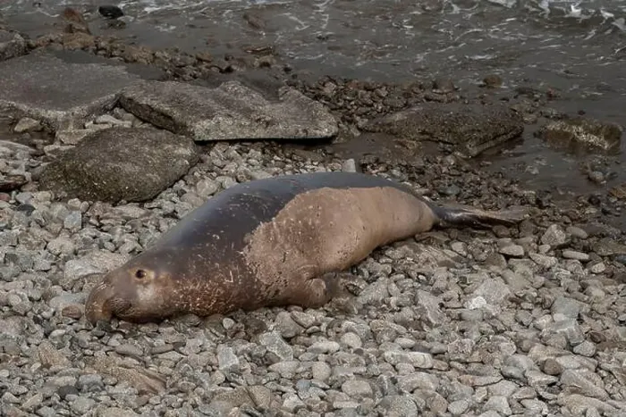 Framed Print : Elephant seal male lounghing on rocky shore at the Point Reyes National Seashore, California, USA Framed Print : Elephant seal male lounghing on rocky shore at the Point Reyes National Seashore, California, USA