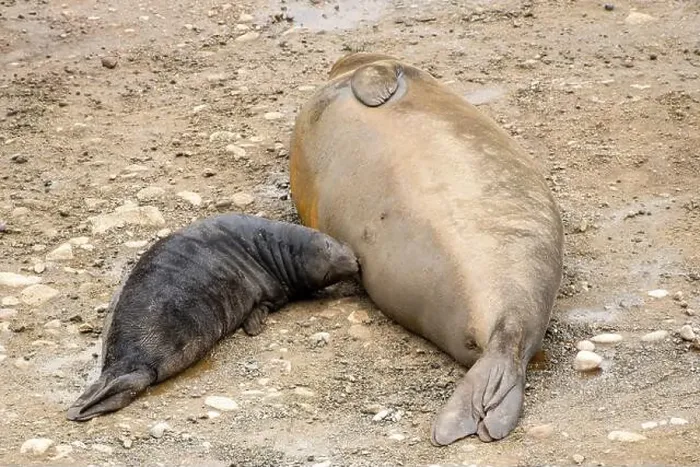 Framed Print : Elephant Seal pup nursing on the sand of the Point Reyes National Seashore, California, USA Framed Print : Elephant Seal pup nursing on the sand of the Point Reyes National Seashore, California, USA