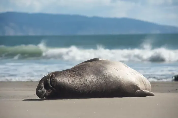 Framed Print : An elephant seal rests peacefully on a sandy beach near gentle ocean waves and blue skies in Pt Reyes National Seashore Framed Print : An elephant seal rests peacefully on a sandy beach near gentle ocean waves and blue skies in Pt Reyes National Seashore