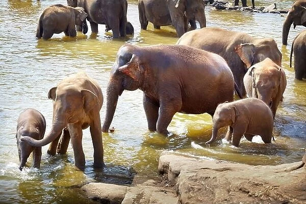 Elephants in the bath - Pinnawela Elephant Orphanage for wild Asian elephants, Sri Lanka