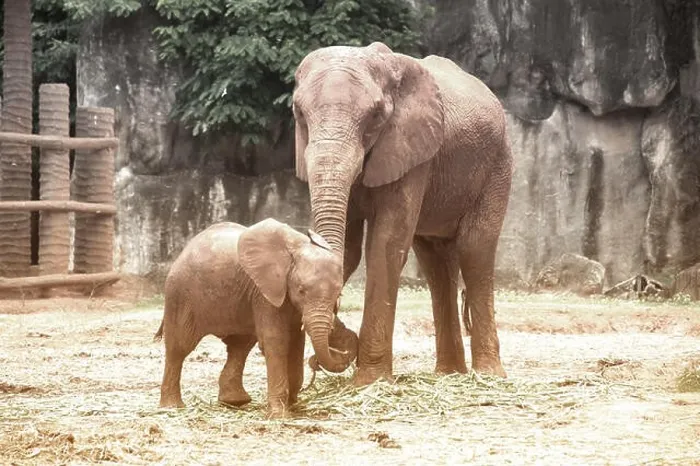 Framed Print : Elephants are large mammals of the family Elephantidae and the order Proboscidea Framed Print : Elephants are large mammals of the family Elephantidae and the order Proboscidea
