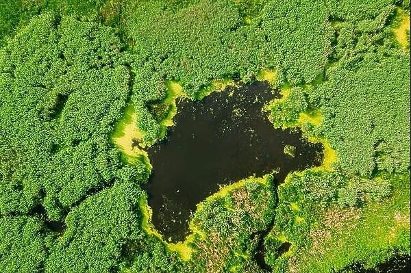 Elevated View Of Green Small Bog Marsh Swamp Wetland And Green Forest Landscape In Summer Day. Attitude View. Forest In Bird's Eye View