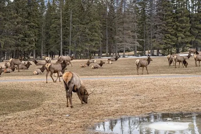 Framed Print : Elk (Cervus canadensis) grazing on grass at a golf course in Banff National Park, Canada Framed Print : Elk (Cervus canadensis) grazing on grass at a golf course in Banff National Park, Canada