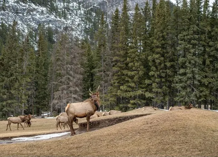 Framed Print : Elk (Cervus canadensis) grazing on grass at a golf course sand trap in Banff National Park, Canada Framed Print : Elk (Cervus canadensis) grazing on grass at a golf course sand trap in Banff National Park, Canada