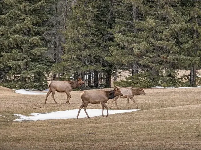 Framed Print : Three Elk (Cervus canadensis) travelling across a golf course in Banff National Park, Canada Framed Print : Three Elk (Cervus canadensis) travelling across a golf course in Banff National Park, Canada