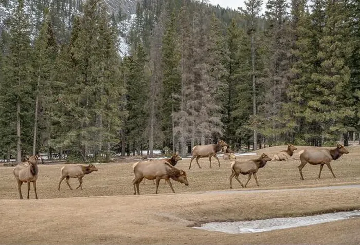 Framed Print : Elk Herd (Cervus canadensis) grazing on grass at a golf course in Banff National Park, Canada Framed Print : Elk Herd (Cervus canadensis) grazing on grass at a golf course in Banff National Park, Canada