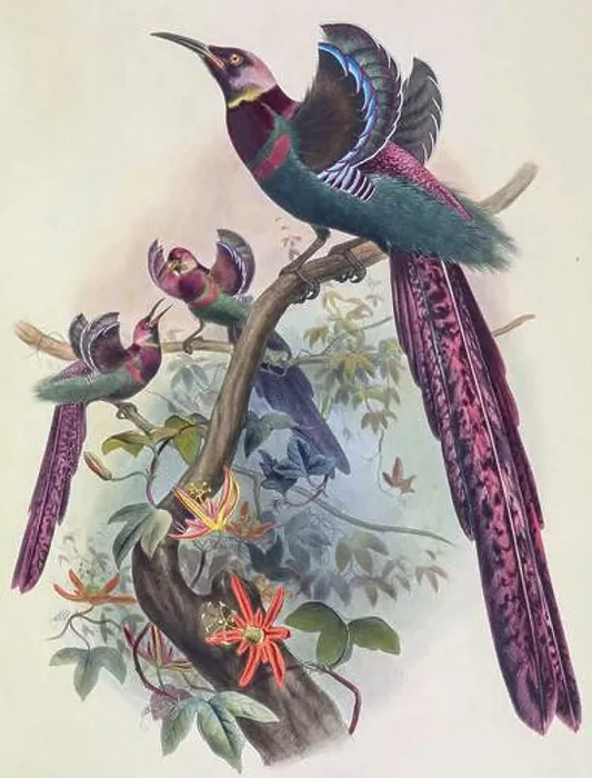 Framed Print : Elliot's bird-of-paradise, 19th century illustration Framed Print : Elliot's bird-of-paradise, 19th century illustration