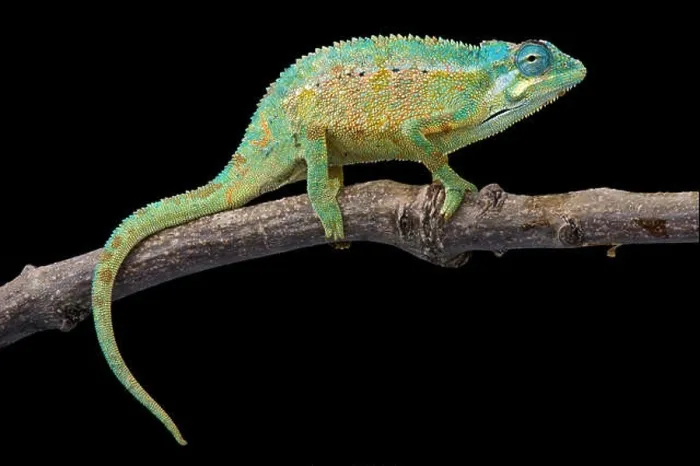 Framed Print : Elliot's chameleon (Trioceros ellioti) Framed Print : Elliot's chameleon (Trioceros ellioti)