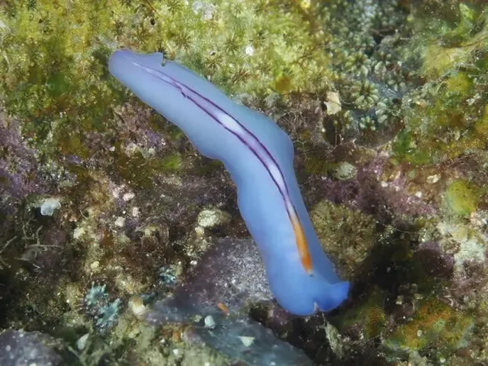 Framed Print : Elongated blue flatworm, racing stripe whirlpool worm (Pseudoceros bifurcus) Framed Print : Elongated blue flatworm, racing stripe whirlpool worm (Pseudoceros bifurcus)