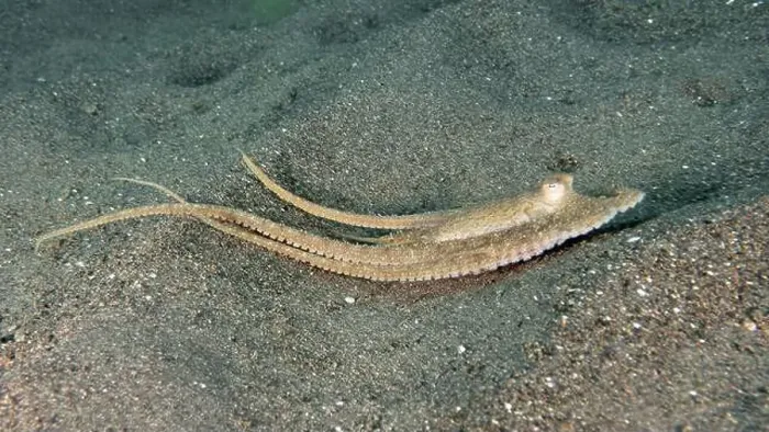 Framed Print : An elongated marbled octopus (Amphioctopus aegina) moves elegantly over sand Framed Print : An elongated marbled octopus (Amphioctopus aegina) moves elegantly over sand