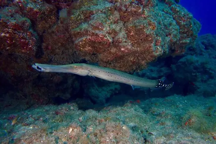 Framed Print : An elongated spotted fish, Atlantic cornetfish (Aulostomus strigosus) Framed Print : An elongated spotted fish, Atlantic cornetfish (Aulostomus strigosus)