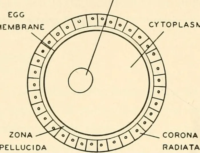 Framed Print : Embryology. Embryology; Embryology; genealogy Framed Print : Embryology. Embryology; Embryology; genealogy