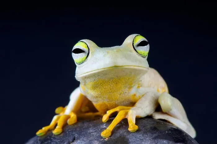 Framed Print : Emerald eyed tree frog / Hypsiboas crepitans Framed Print : Emerald eyed tree frog / Hypsiboas crepitans