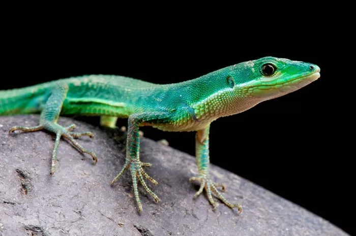 Framed Print : Emerald grass lizard / Takydromus smaragdinus Framed Print : Emerald grass lizard / Takydromus smaragdinus