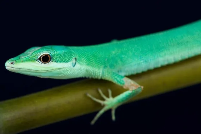 Framed Print : Emerald grass lizard / Takydromus smaragdinus Framed Print : Emerald grass lizard / Takydromus smaragdinus