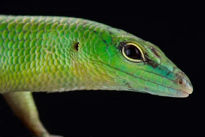 Framed Print : Emerald skink (Lamprophis smaragdina) Framed Print : Emerald skink (Lamprophis smaragdina)