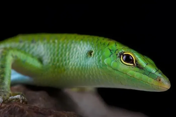 Framed Print : Emerald skink (Lamprophis smaragdina) Framed Print : Emerald skink (Lamprophis smaragdina)