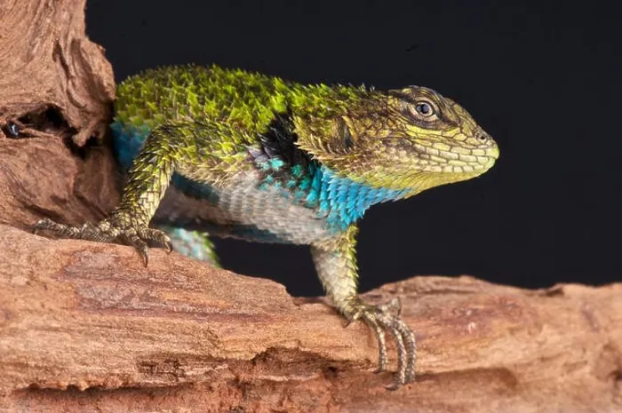 Framed Print : Emerald spiny lizard / Sceloporus malachiticus Framed Print : Emerald spiny lizard / Sceloporus malachiticus