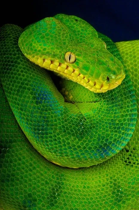 Framed Print : Emerald tree boa / Corallus caninus Framed Print : Emerald tree boa / Corallus caninus