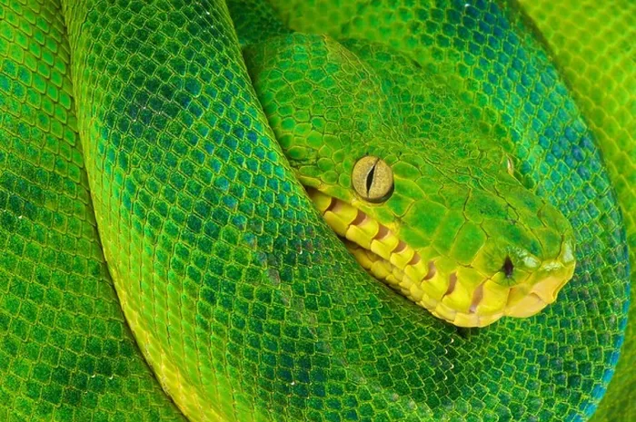 Framed Print : Emerald tree boa / Corallus caninus Framed Print : Emerald tree boa / Corallus caninus