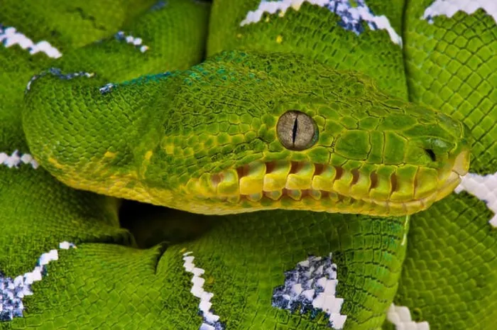 Framed Print : Emerald tree boa / Corallus caninus Framed Print : Emerald tree boa / Corallus caninus