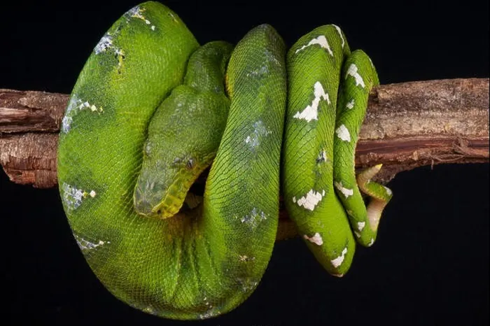 Framed Print : Emerald tree boa / Corallus caninus Framed Print : Emerald tree boa / Corallus caninus