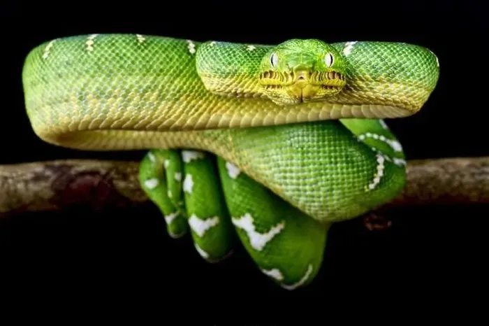 Framed Print : Emerald Tree Boa (Corallus caninus) Framed Print : Emerald Tree Boa (Corallus caninus)