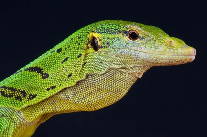 Framed Print : Emerald tree monitor / Varanus prasinus Framed Print : Emerald tree monitor / Varanus prasinus