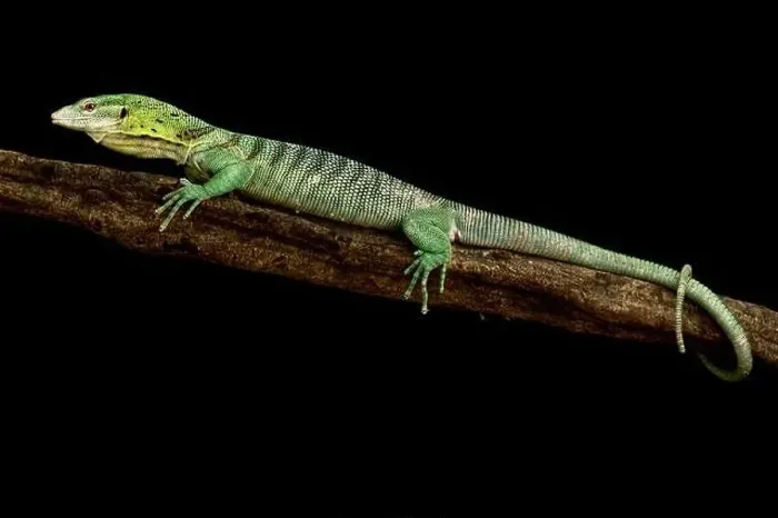 Framed Print : Emerald Tree monitor (Varanus prasinus) Framed Print : Emerald Tree monitor (Varanus prasinus)