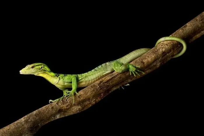Framed Print : Emerald tree monitor (Varanus prasinus) on branch Framed Print : Emerald tree monitor (Varanus prasinus) on branch