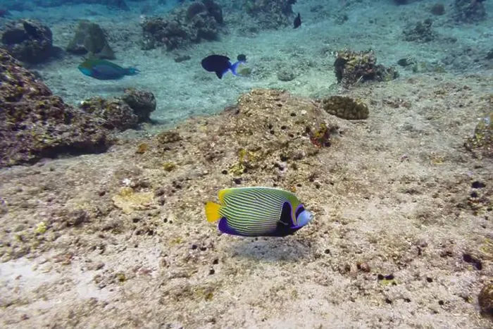 Framed Print : Emperor angelfish (Pomacanthus imperator) in the coral reef of Maldives island Framed Print : Emperor angelfish (Pomacanthus imperator) in the coral reef of Maldives island