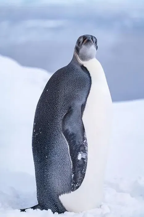 Framed Print : Emperor Penguin in Antarctica. South Pole Framed Print : Emperor Penguin in Antarctica. South Pole