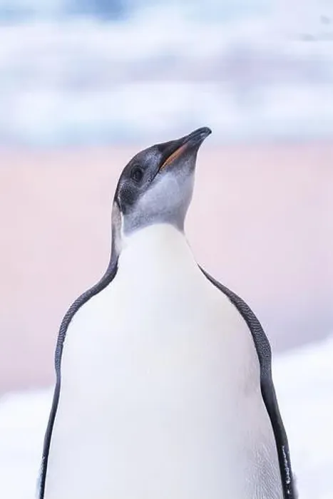 Framed Print : Emperor Penguin in Antarctica. South Pole Framed Print : Emperor Penguin in Antarctica. South Pole