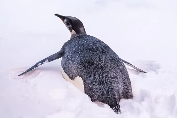 Framed Print : Emperor Penguin in Antarctica. South Pole Framed Print : Emperor Penguin in Antarctica. South Pole
