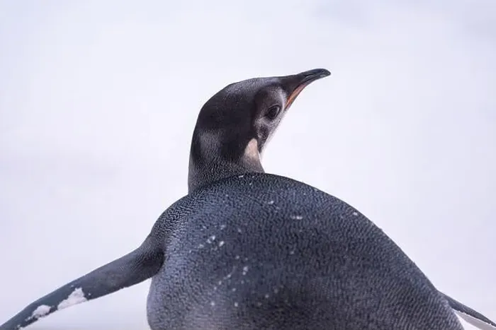 Framed Print : Emperor Penguin in Antarctica. South Pole Framed Print : Emperor Penguin in Antarctica. South Pole