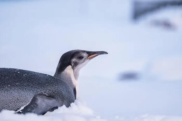 Framed Print : Emperor Penguin in Antarctica. South Pole Framed Print : Emperor Penguin in Antarctica. South Pole