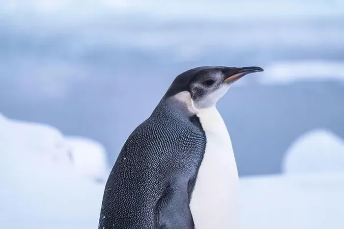 Framed Print : Emperor Penguin in Antarctica. South Pole Framed Print : Emperor Penguin in Antarctica. South Pole
