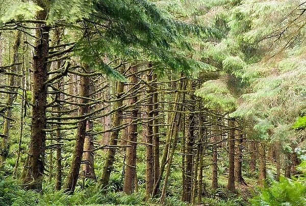 Enchanted Forest - Ecola State Park - Cannon Beach, Oregon
