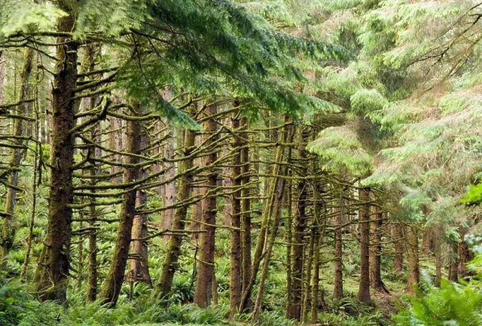 Framed Print : Enchanted Forest - Ecola State Park - Cannon Beach, Oregon Framed Print : Enchanted Forest - Ecola State Park - Cannon Beach, Oregon