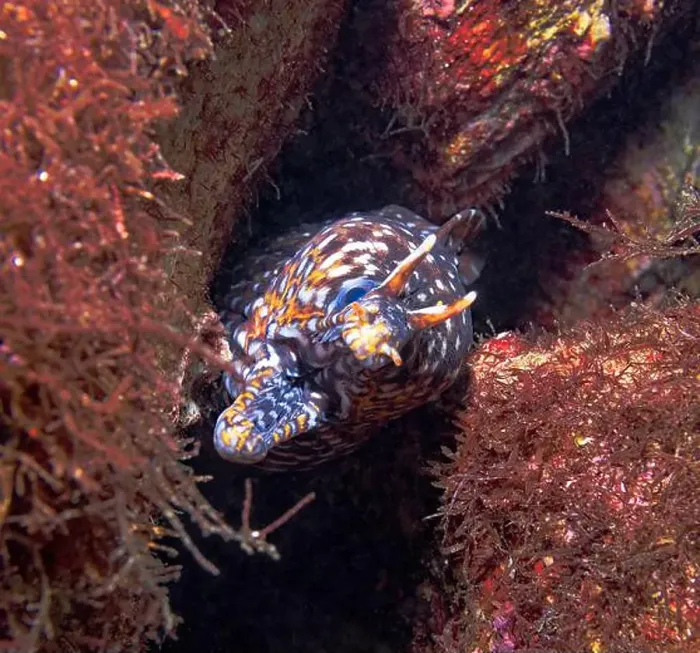 Framed Print : Enchelycore pardalis - dragon moray Framed Print : Enchelycore pardalis - dragon moray