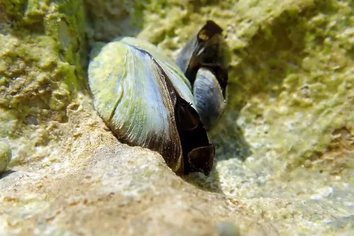 Framed Print : Endemic freshwater clam in Ohrid lake, underwater photography - Dreissena sp Framed Print : Endemic freshwater clam in Ohrid lake, underwater photography - Dreissena sp