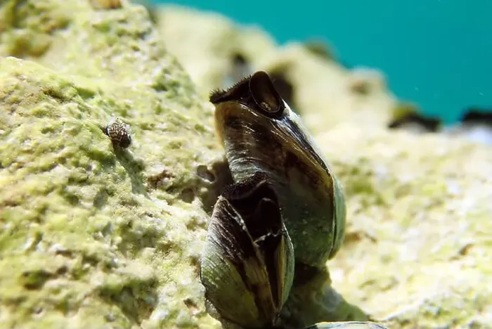 Framed Print : Endemic freshwater clam in Ohrid lake, underwater photography - Dreissena sp Framed Print : Endemic freshwater clam in Ohrid lake, underwater photography - Dreissena sp