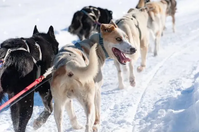 Framed Print : Energetic sled dog team in mid-action on a snowy trail Framed Print : Energetic sled dog team in mid-action on a snowy trail