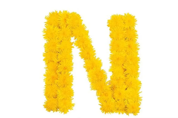 Framed Print : The English alphabet of dandelion flowers. Letter N Framed Print : The English alphabet of dandelion flowers. Letter N