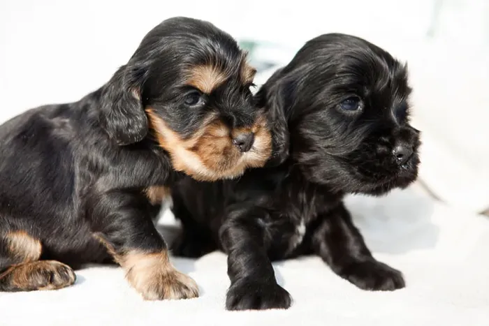 Framed Print : English cocker spaniel puppies on white background Framed Print : English cocker spaniel puppies on white background