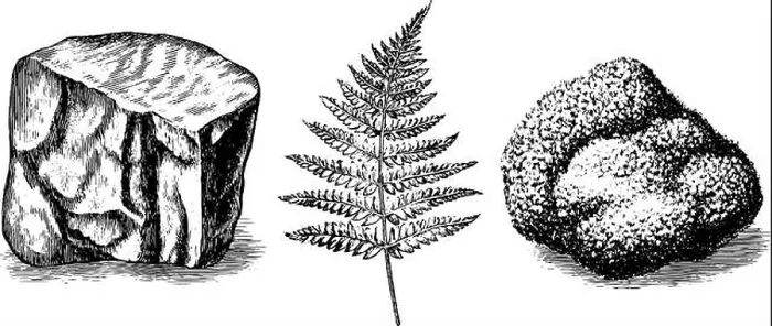 Framed Print : Engraved illustration collection of stone textures and fern leaf for design inspiration Framed Print : Engraved illustration collection of stone textures and fern leaf for design inspiration